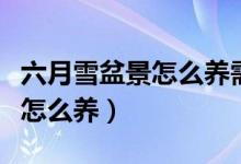 六月雪盆景怎么养需要注意什么（六月雪盆景怎么养）