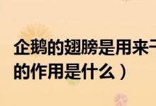 企鹅的翅膀是用来干什么用的呢（企鹅的翅膀的作用是什么）