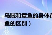 乌贼和章鱼的身体前端有运动器官（乌贼和章鱼的区别）