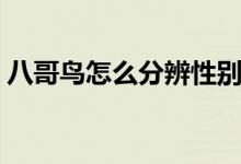 八哥鸟怎么分辨性别（八哥鸟怎么分辨公母）