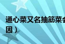通心菜又名抽筋菜会死（通心菜叫抽筋菜的原因）