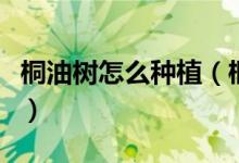桐油树怎么种植（桐油树的种植方法有哪些呢）