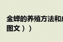 金蝉的养殖方法和成功率（金蝉的养殖方法（图文））