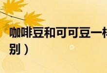咖啡豆和可可豆一样吗（咖啡豆和可可豆的区别）