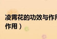 凌霄花的功效与作用及禁忌（凌霄花的功效与作用）