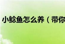 小鲶鱼怎么养（带你了解小鲶鱼的饲养方法）
