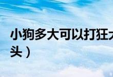 小狗多大可以打狂犬疫苗（小狗多大可以吃骨头）