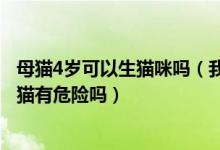 母猫4岁可以生猫咪吗（我有一只喜玛拉雅猫现已4岁让它生猫有危险吗）