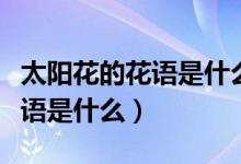 太阳花的花语是什么用一句话说（太阳花的花语是什么）
