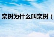 栾树为什么叫栾树（峦树和栾树是同一个吗）