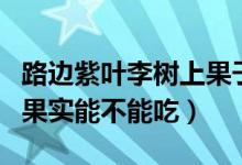 路边紫叶李树上果子能吃吗（路边的紫叶李的果实能不能吃）