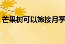 芒果树可以嫁接月季吗（芒果树可以盆栽吗）