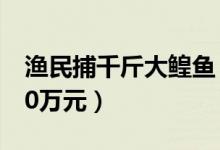 渔民捕千斤大鳇鱼（重量达千斤大鳇鱼价值20万元）