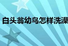 白头翁幼鸟怎样洗澡（白头翁幼鸟怎么喂养）