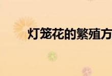 灯笼花的繁殖方法（灯笼花的养法）