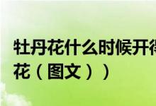 牡丹花什么时候开得最好（牡丹花什么时候开花（图文））