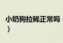 小奶狗拉稀正常吗（小奶狗拉稀应该怎么应对）