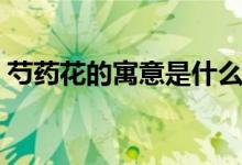 芍药花的寓意是什么（芍药花的寓意及花语）