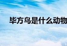 毕方鸟是什么动物（毕方鸟是谁的坐骑）