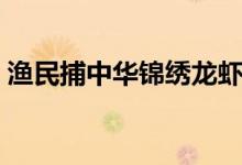 渔民捕中华锦绣龙虾（锦绣龙虾多少钱一斤）