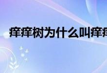 痒痒树为什么叫痒痒树（痒痒树是什么树）