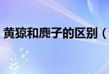 黄猄和麂子的区别（黄猄角和麂子角相同么）