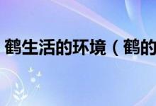 鹤生活的环境（鹤的特点及适应生存的环境）