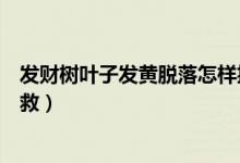 发财树叶子发黄脱落怎样挽救（发财树叶子发黄脱落怎样挽救）