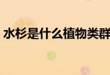 水杉是什么植物类群（水杉是什么植物类别）