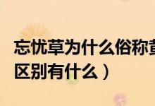 忘忧草为什么俗称黄花菜（忘忧草与黄花菜的区别有什么）