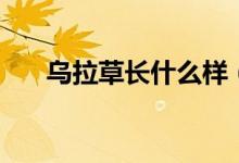 乌拉草长什么样（乌拉草长什么样子）