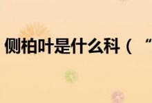 侧柏叶是什么科（“侧柏叶”是什么样子的）