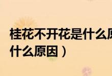 桂花不开花是什么原因造成的（桂花不开花是什么原因）