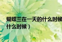 蝴蝶兰在一天的什么时候开放?（蝴蝶兰一天开放的时间是什么时候）