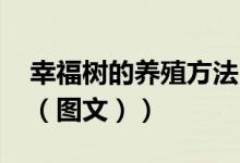 幸福树的养殖方法 室内（幸福树的养殖方法（图文））
