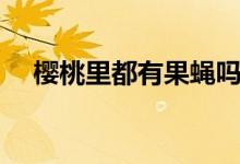 樱桃里都有果蝇吗（樱桃里都有虫子吗）