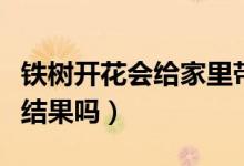 铁树开花会给家里带来什么征兆（铁树开花会结果吗）