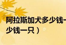 阿拉斯加犬多少钱一只大型犬（阿拉斯加犬多少钱一只）