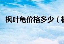 枫叶龟价格多少（枫叶龟价格多少钱一只）