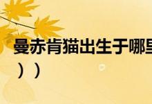 曼赤肯猫出生于哪里（什么是曼赤肯猫（图文））