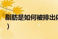 脂肪是如何被排出体外（脂肪是如何被消耗的）