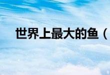 世界上最大的鱼（世界上最大的高原是）
