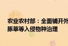 农业农村部：全面铺开外来入侵物种普查深入开展红火蚁、豚草等入侵物种治理