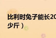 比利时兔子能长20斤吗（比利时兔子能长多少斤）