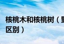 核桃木和核桃树（野核桃树和麻核桃树有什么区别）