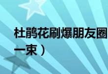 杜鹃花刷爆朋友圈（网店卖野生杜鹃花20元一束）