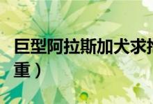 巨型阿拉斯加犬求抱抱（巨型阿拉斯加犬有多重）