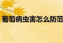 葡萄病虫害怎么防范（葡萄病虫害怎样防治）