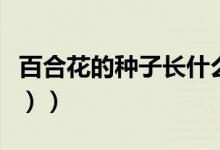 百合花的种子长什么样（百合花的种植（图文））