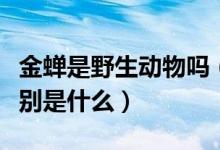 金蝉是野生动物吗（野生金蝉和养殖金蝉的区别是什么）